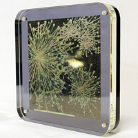 Web Shop- Clear Frame Dark Square - FLASH