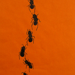Couples / Ants - #01