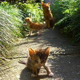 Cats 2011