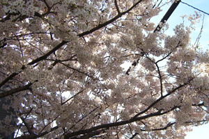 Sakura,2011