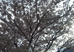 Sakura,2011