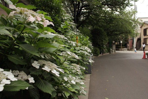 Hydrangea