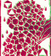 六月の紫陽花 木版画 / Hydrangea in Jun Woodblock Print