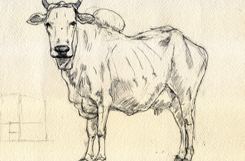 Cow-Study